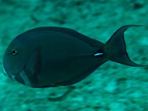 Acanthurus leucocheilus