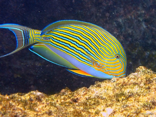 Acanthurus lineatus