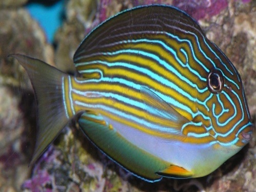 photo_miniature_Acanthurus_lineatus