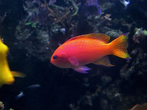 anthias bimaculatus