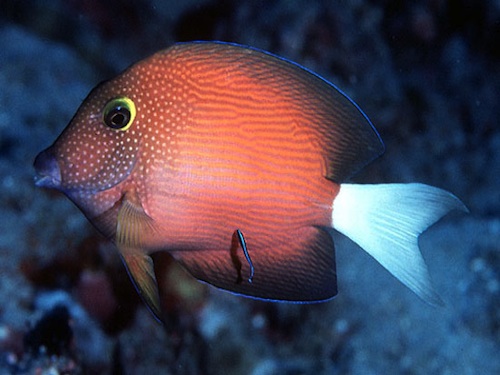 Ctenochaetus flavicauda