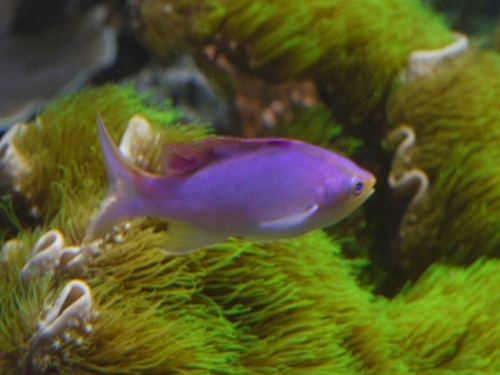 anthias_tuka