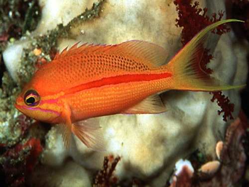 anthias albofasciatus