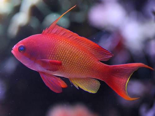 photo_miniature_d'anthias