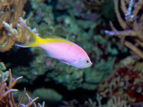 photo_miniature_pseudanthias_bartlettorum