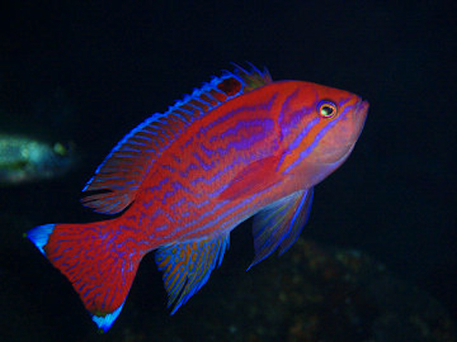 anthias bimaculatus