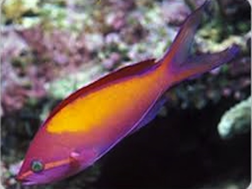 anthias carberreyi