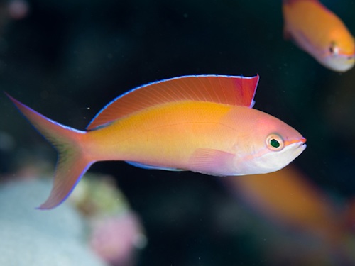 anthias dispar