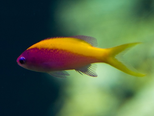 photo_miniature_d'anthias_evansi