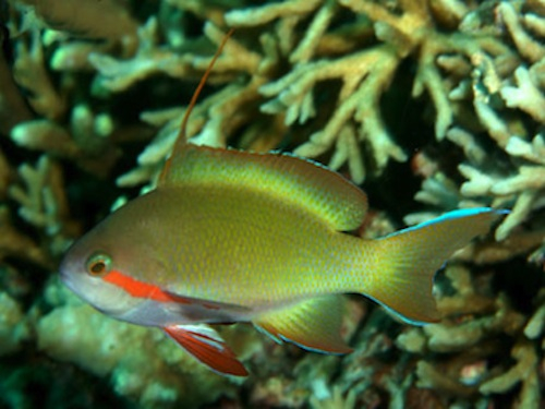 Pseudanthias huchtii