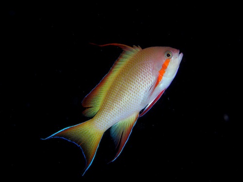 Pseudanthias huchtii