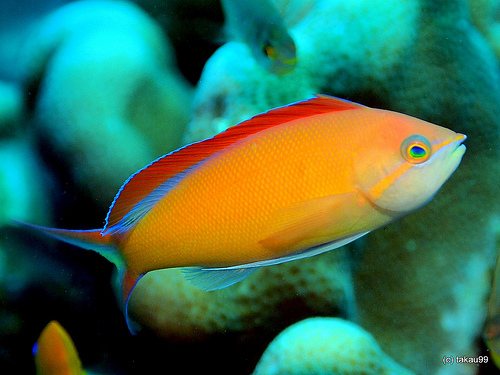 photo_miniature_d'anthias_ignitus