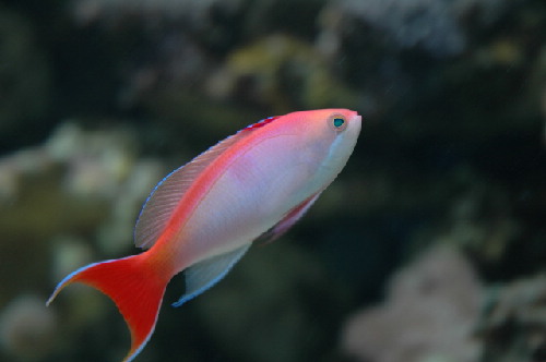 Pseudanthias kashiwae