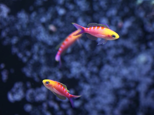 Pseudanthias lorii