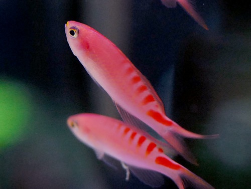 photo_miniature_d'anthias_lori