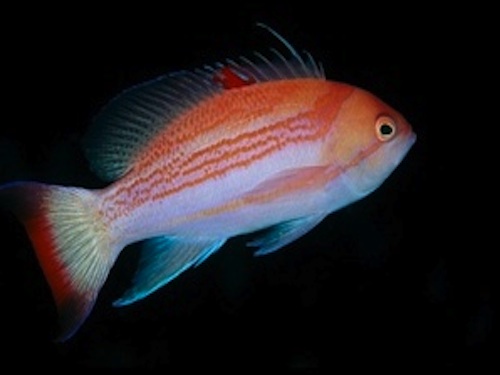 photo_miniature_pseudanthias_luzonensis