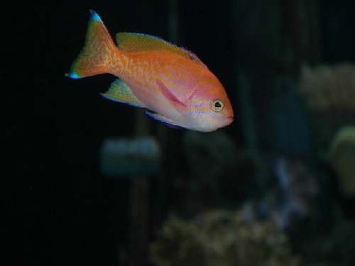 Pseudanthias luzonensis