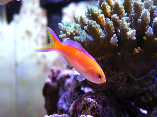 photo_miniature_d'anthias_parvirostris