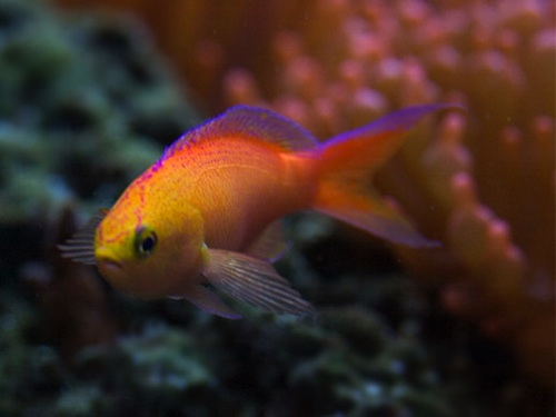 Pseudanthias parvirostris