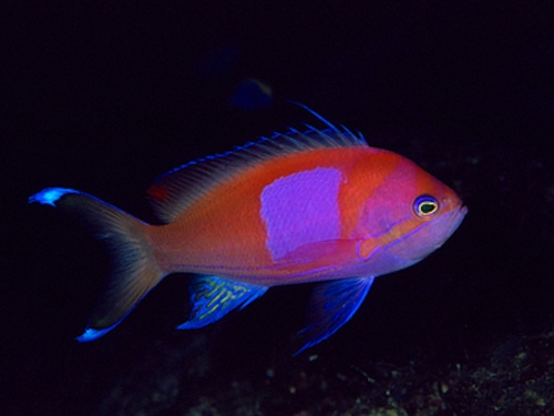 anthias plerotaenia male