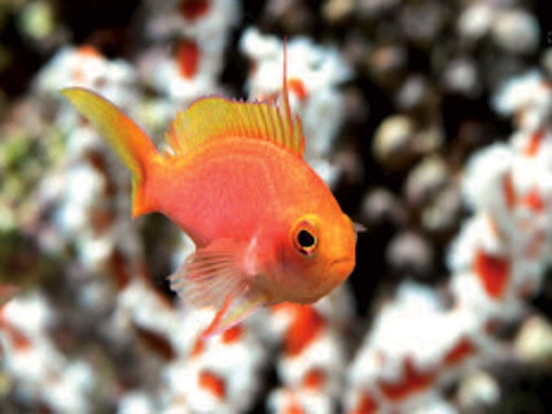 photo_miniature_pseudanthias_teira