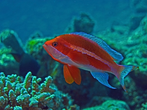 photo_miniature_d'anthias_taeniatus