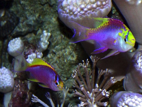 Pseudanthias ventralis