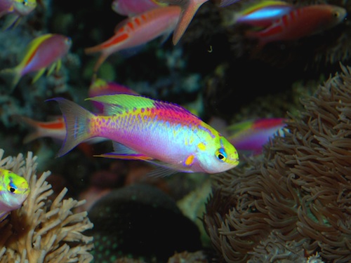 Pseudanthias ventralis